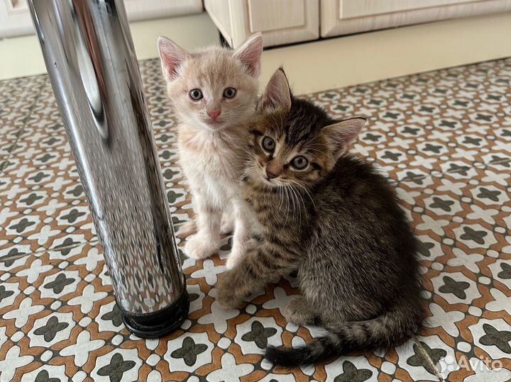 Котята в добрые руки от домашней кошки