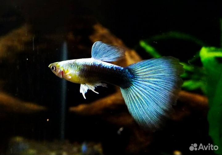 Рыбки гуппи чистая линия самцы