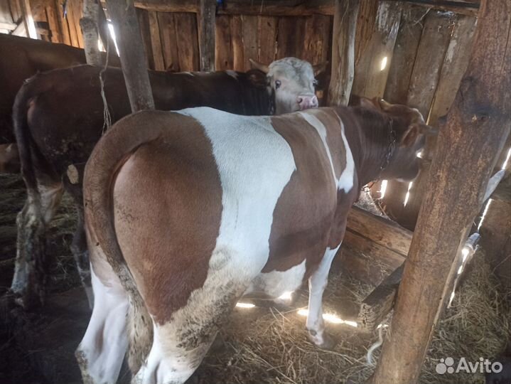 Быки на мясо