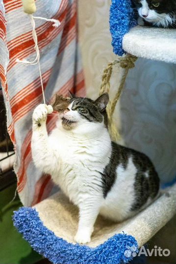 Уютная кошечка