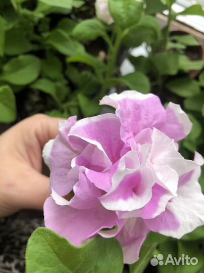 Рассада петунии