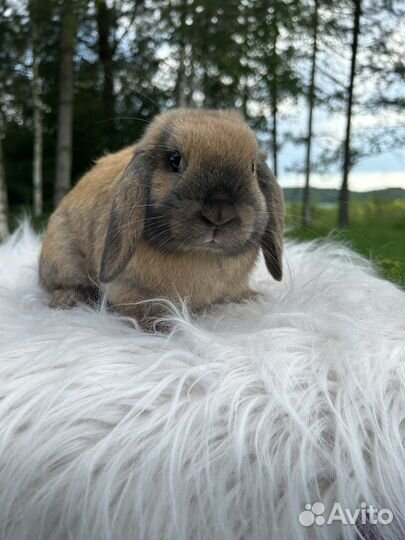 Карликовый кролик породы Minilop