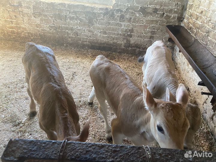 Телята швицкой породы