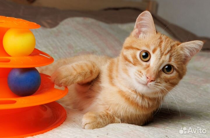 Матильда - домашняя тигра