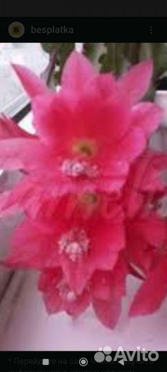 Красавица ночи (эпифиллум) цикломеннового цвета