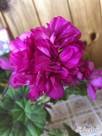 Пеларгония герань