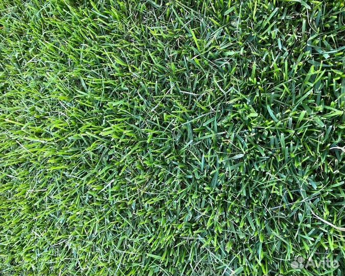 Газон в рулонах от производителя