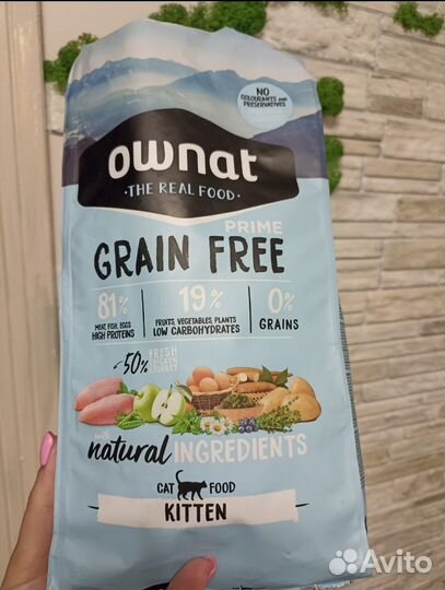 Британские котята золотая шиншилла