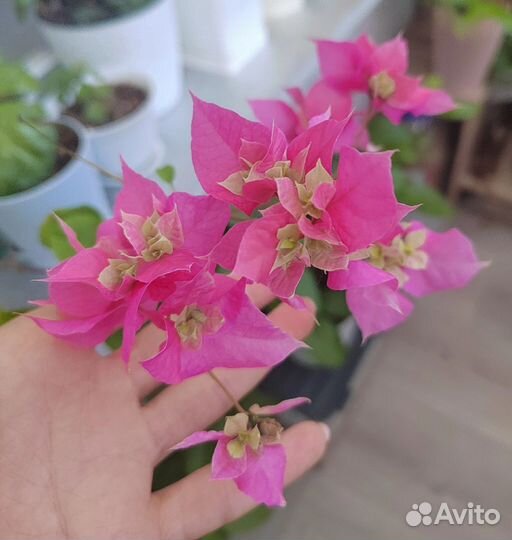 Бугенвиллия