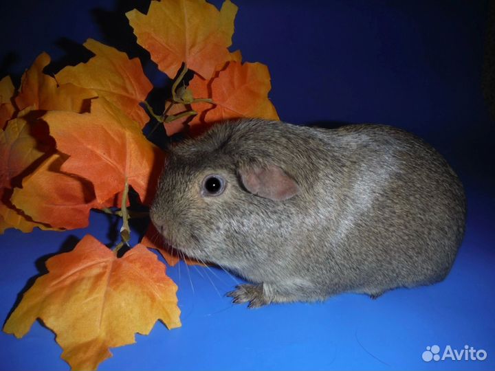 Морские свинки самцы