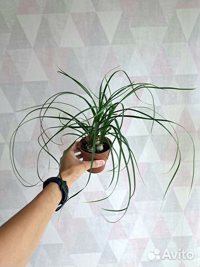 Хамедорея, Нолина