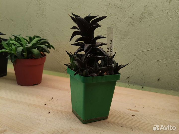 Суккуленты хавортия