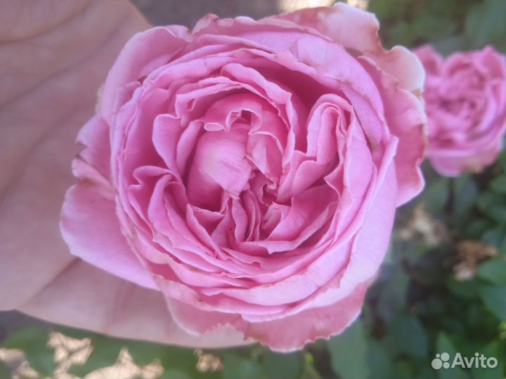 Саженцы роз