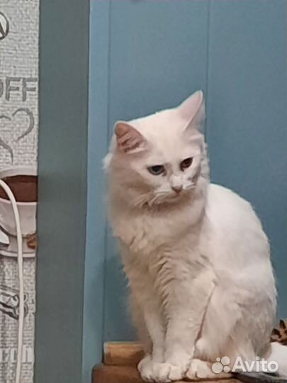 Кошки в добрые руки