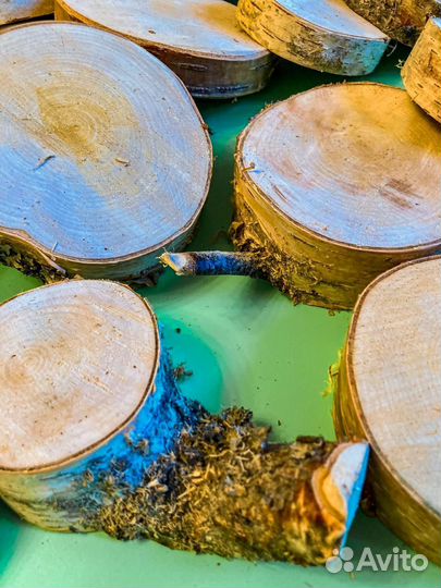 Спил березы