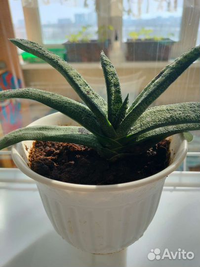 Гастерия, суккуленты