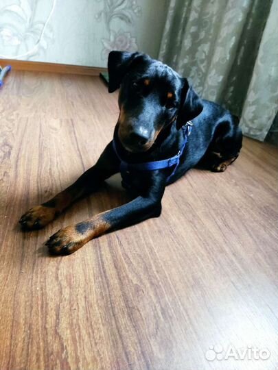 Вязка Ягдтерьер