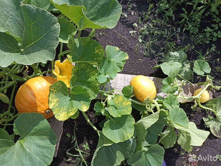 Огурцы свежие домашние. Ягоды