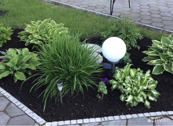 Садовые многолетние цветы, растения