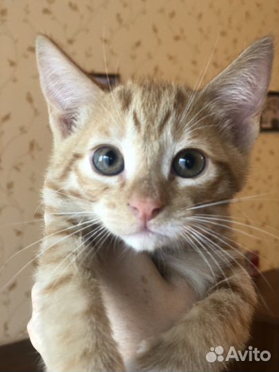 Котята в добрые руки даром рыжие