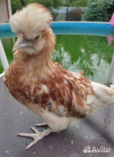 Бентамки, индоутка