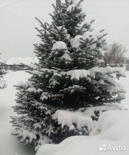 Ель голубая