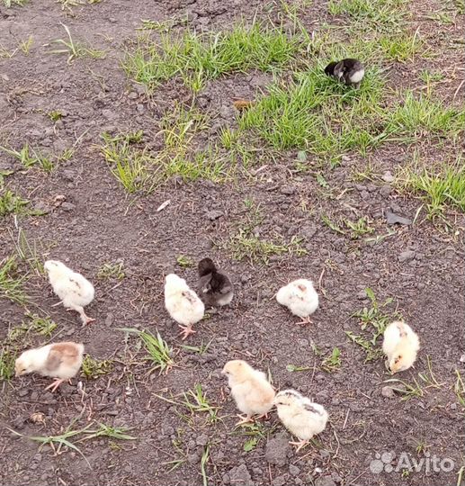Цыплята