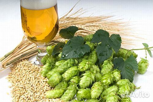 Солод пивоваренный, хмель, дрожжи