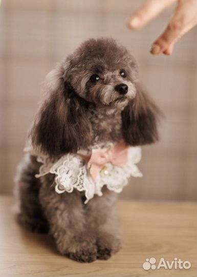 Тедди Пудель Тикап Китай