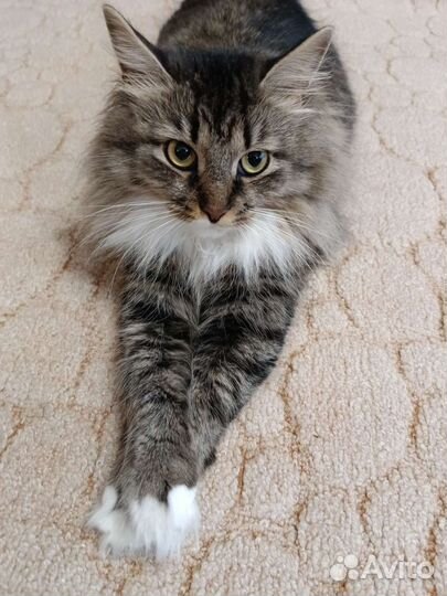 Кошка в добрые руки