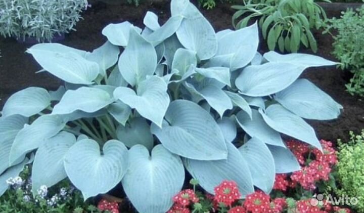 Многолетники для дачи