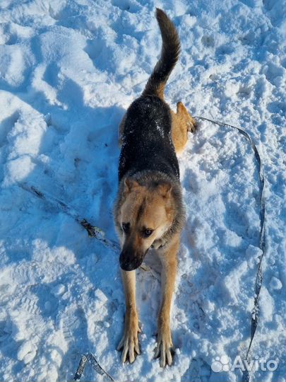 Собака в добрые руки