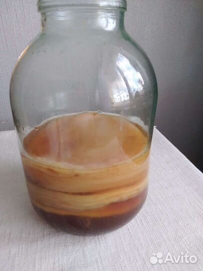 Чайный гриб