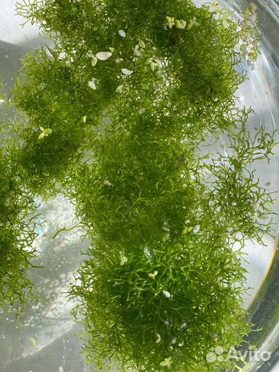 Аквариумное растение Риччия