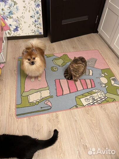 Немецкий шпиц