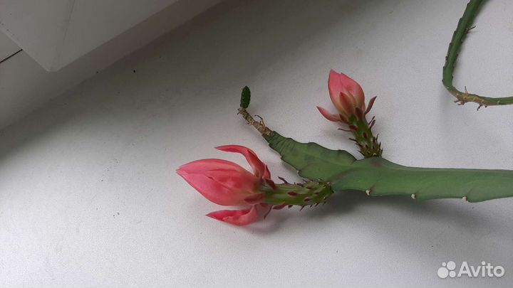 Саженцы роз,гипоцирта голая(золотая рыбка)