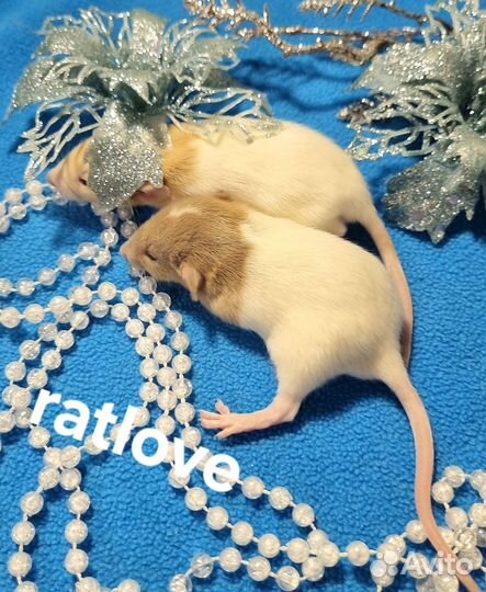 Крысята малыши мальчишки