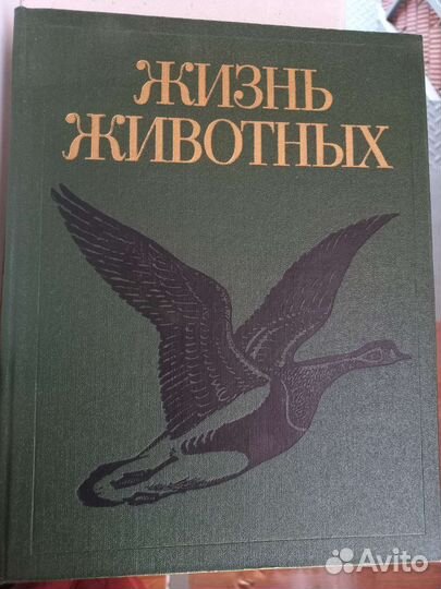 Энциклопедия