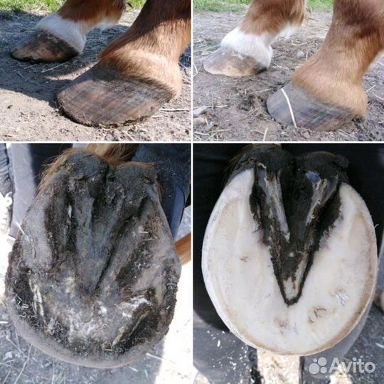 Расчистка копыт