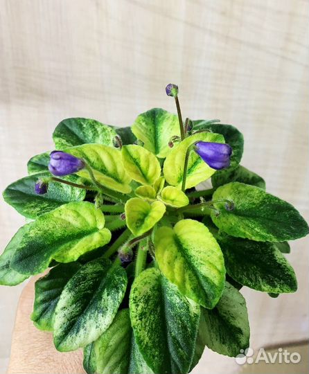 Фиалки мини, трейлеры, химеры