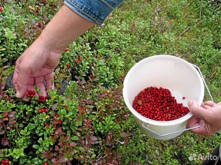 Брусника свежемороженная в наличии