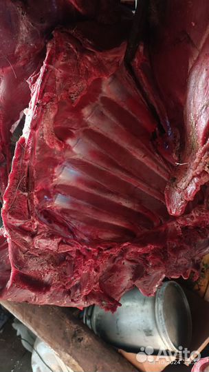 Мясо говядина