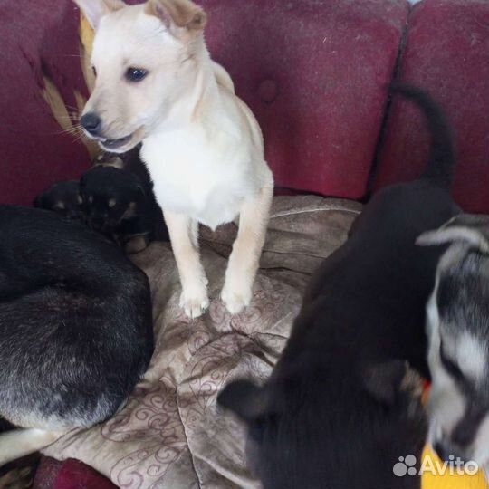 Щенки в добрые руки