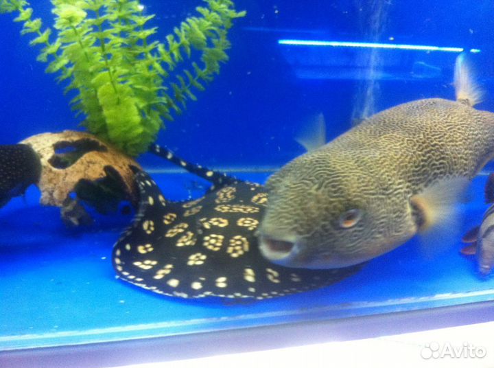 Редкие экзотических аквариумные рыбы