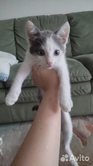 Маленький котенок