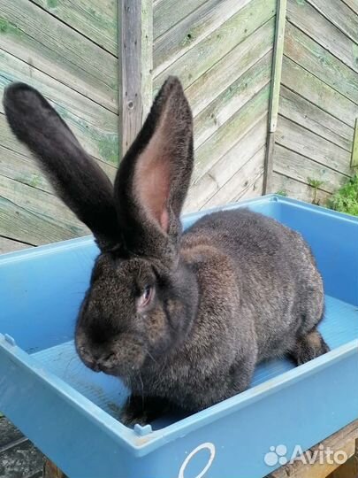 Кролики породы Ризен