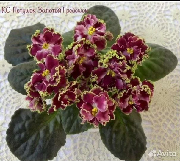 Сртовые фиалки