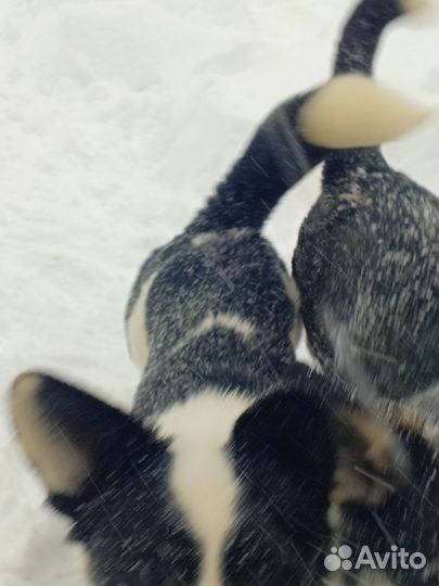 Щенки вельш корги кардиган