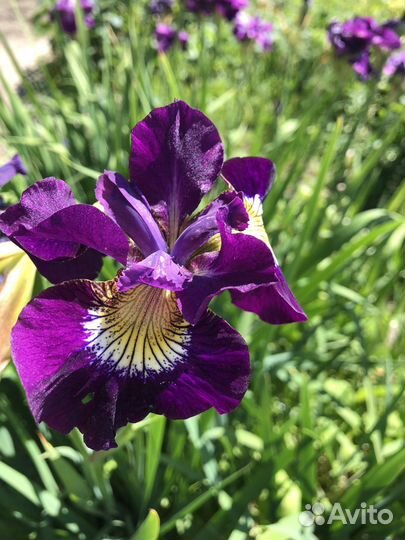 Сибирские и японские ирисы