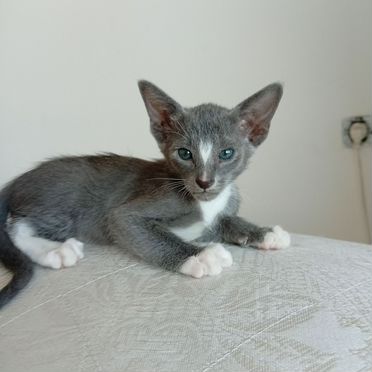 Петерболд котёнок